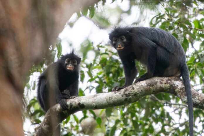 C.-congoensis-1280x853