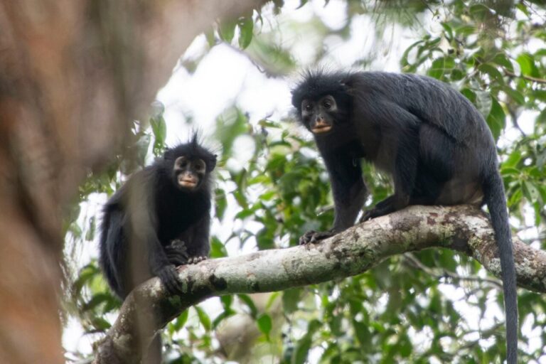 Le Likweli, la nouvelle fierté du Parc national de la Lomami